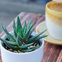 Pestovanie Aloe Vera zo semienka – substrát, choroby, polievanie