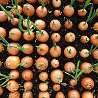 Morenie cesnaku, cibule, sadbových zemiakov a iných semien