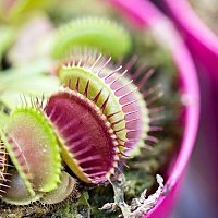 Ako doma pestovať mäsozravé rastliny?