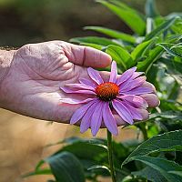 Echinacea – pestovanie a starostlivosť. Jej účinky sú neoceniteľné