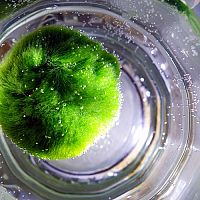 Riasogule pestovanie v akváriu a starostlivosť. Viete, kde kúpiť?