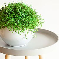 Rodinné šťastie (Soleirolia) – Pestovanie, polievanie.