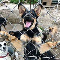 Útulok Tuláčik: Po Vianociach skončí na uliciach veľa nechcených psíkov