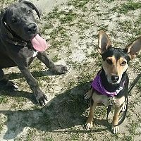 Juraj Ferko z výcvikovej školy Doggie: Vychovať aj vycvičiť sa dá každý pes