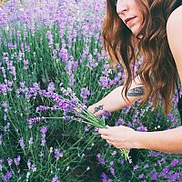 Levanduľa – pestovanie, rozmnožovanie, presádzanie, zazimovanie