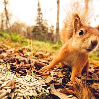 Ako sa zbaviť veveričky v záhrade či na povale?