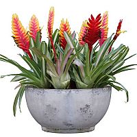 Vrizea, Vriesea, Bromélia – Pestovanie, polievanie, rozmnožovanie, starostlivosť