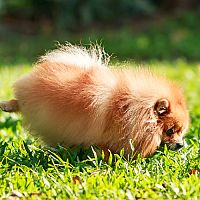 Vulkanické kamene pre psov alebo ako neutralizovať psí moč