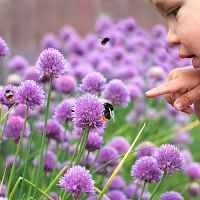 Ako vytvoriť záhradu, ktorá bude priateľská aj pre včely?