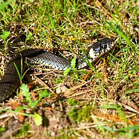 Ako sa zbaviť hadov v záhrade? Čo odpudzuje hady? Postrek proti hadom funguje