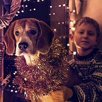 Domáce zvieratká a Silvester – ako ich chrániť a upokojiť pri hluku?