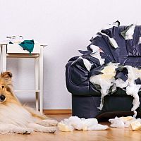 Odnaučiť psa hrýzť nábytok a mačku škriabať sedačku je ťažké