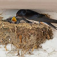 Ako odplašiť lastovičky a zabrániť im stavať hniezda. Hroty proti lastovičkám ako najlepšie zábrany