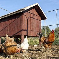 Ako postaviť kurín pre sliepky aj s výbehom? Video návod, ktorý vám pomôže