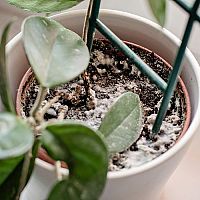 Biela pleseň v kvetináči – čo ju spôsobuje a ako sa jej zbaviť