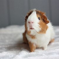 Starostlivosť o morské prasiatka: vhodná klietka a domček, jedlo, spánok, choroby