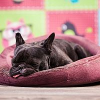 Ako vybrať pelech pre psa? Obľúbené sú plastové i chlpaté pelechy so strieškou