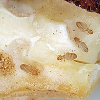 Voš papierová (Pisivka) v novostavbe a v rodinnom dome – ako sa jej zbaviť?