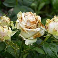 Škodce a choroby ruží: Múčnatka, hrdza ružová, čierna škvrnitosť, vošky, piliarky