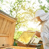 Chov včiel a legislatíva: Aké sú povinnosti včelára?