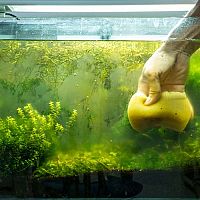 Ako vyčistiť akvárium od rias – čierna riasa, zelená riasa, žabí vlas. Ako si s nimi poradiť?