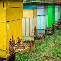 Kam umiestniť úľ? Umiestňovanie úľov má svoje pravidlá