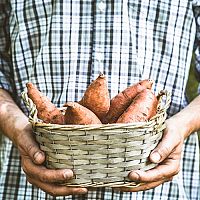 Bataty – pestovanie v kvetináči i vonku v záhrade. Kde kúpiť sadenice batatov?