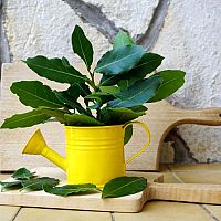 Bobkový list – pestovanie. Kedy strihať vavrín? Čerstvý a drvený bobkový list proti hmyzu, pod vankúš