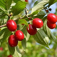 Ako pestovať drienku (drieň obyčajný) – rozmnožovanie, vysádzanie, odrody