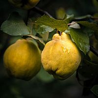 Ako pestovať dulu? Pestovanie, využitie, rozmnožovanie, zber, choroby