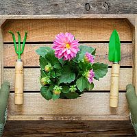 Dálie (georgíny) – pestovanie zo semena v kvetináči aj v záhrade. Hnojenie, zaštipovanie