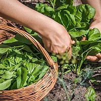 Ako pestovať špenát v zime, na jar, na jeseň v kvetináči a záhrade?