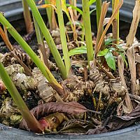 Ako pestovat ďumbier (zázvor)? Prezradíme vám aj to, ako ho sušiť a skladovať