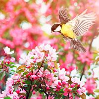 Prínosné vtáky v záhrade: sýkorky, vrabce, drozdy, škorce, žlny, vrany, sojky. Ako ich prilákať?