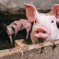 Domáca zabíjačka (ohlásenie + legislatíva): Čo hovorí zákon, kedy hrozí pokuta?