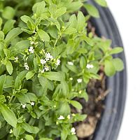 Ako si doma pestovať stéviu? Pestovanie zo semien je možné aj v kvetináči