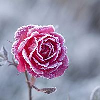 Postup, ako zazimovať ťahavé (popínavé), stromčekové a ruže v kvetináči