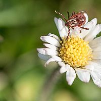 Ako vyhubiť kliešte v záhrade? Postrek a rastliny odpudzujúce kliešte vám ich pomôžu zlikvidovať