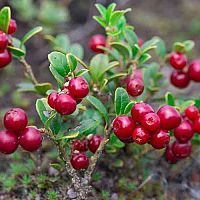 Ako pestovať brusnice v záhrade – vhodná pôda, sadenie, rozmnožovanie, účinky, spracovanie