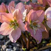 Čemerica v kvetináči i v záhrade – pestovanie zo semena, vhodná pôda, starostlivosť