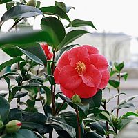 Mrazuvzdorná japonská kamélia – pestovanie v byte i v záhrade, prezimovanie, choroby