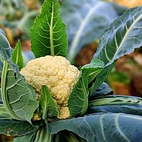 Pestovanie karfiolu v skleníku i na balkóne – sadenice, pôda, hnojivo, starostlivosť