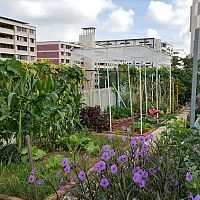 Oplatí sa záhradkárčenie v meste? Ako a kedy začať, čo sadiť