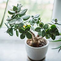 Tučnolist – pestovanie, rozmnožovanie a presádzanie