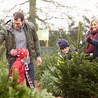 Živý alebo umelý? Ako si vybrať vianočný stromček, kde kúpiť, ako ho skladovať