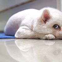 Chladiaca podložka pre psa – ako funguje, kedy nad ňou uvažovať