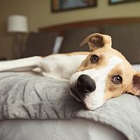 Čo s domácim miláčikom počas dovolenky? Pre psíka hotel, pre mačku opatrovník