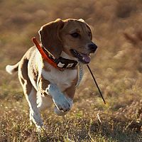 Ako vybrať GPS lokátor (obojok, tracker) pre mačku alebo psa