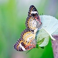 Ako chovať motýle – aké druhy sú na chov vhodné, čím ich kŕmiť, aké prostredie im vytvoriť