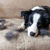 Tipy, ako sa zbaviť srsti v domácnosti. Pomôže kvalitný vysávač i sušička bielizne